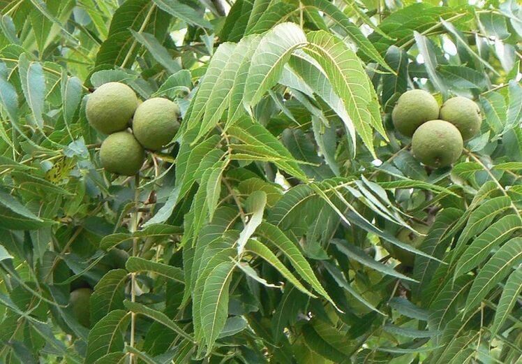 green walnut from parasites