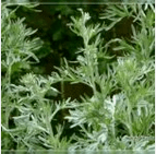 Wormwood from the parasites