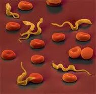 Parasites