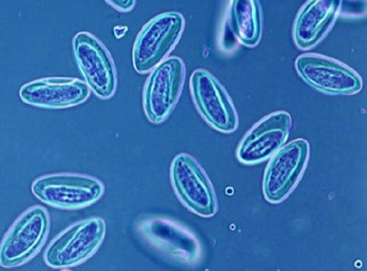 Worms in people