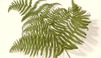 Herbs for the treatment of parasites in the body