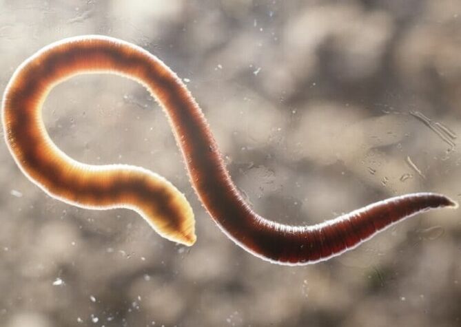 worm parasite from the human body
