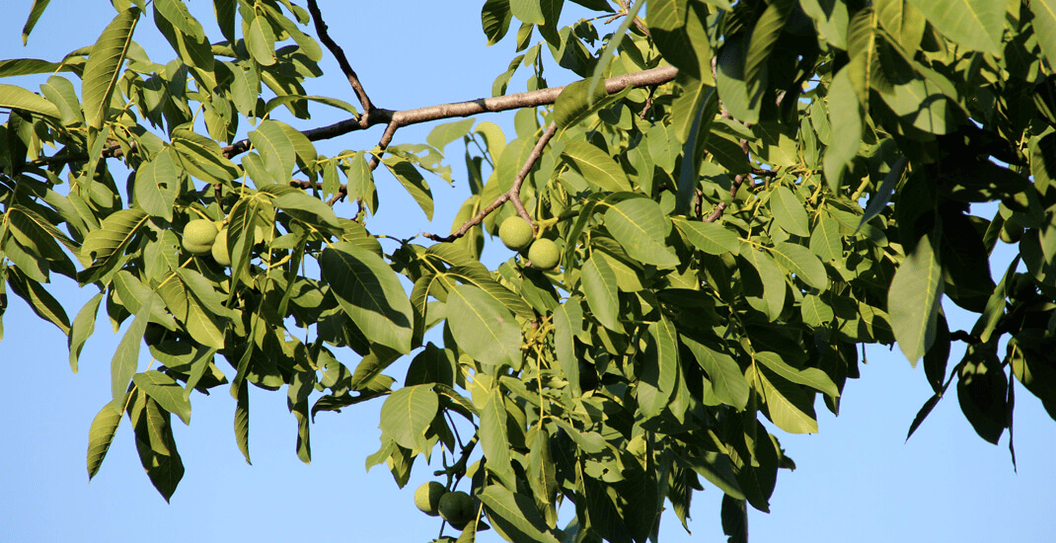 parasites live in the nut