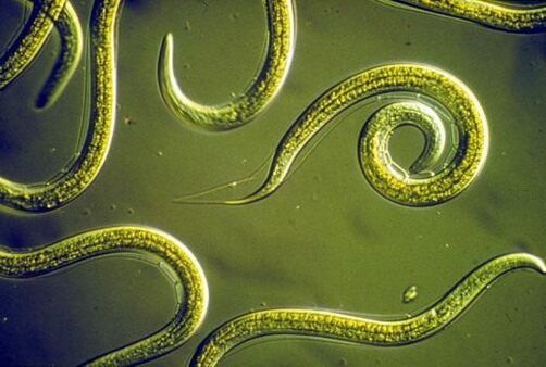 Parasitic nematode worms that live in the small intestines of humans