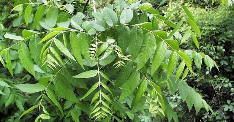 walnut leaves to eliminate parasites